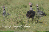 *NEW* Southern Screamer family