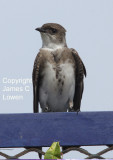 Brown-chested Martin