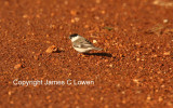 Capped Seedeater