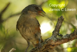 Grey-throated Warbling-finch