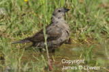 Shiny Cowbird