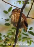 Ferruginous Pygmy-owl