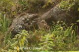 Andean Tinamou