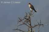 Spot-winged Falconet