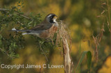 Many-coloured Chaco-finch