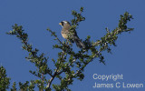 Many-coloured Chaco-finch