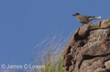 Black-billed Shrike-tyrant