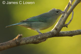 Sayaca Tanager