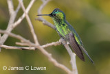 Violet-capped Woodnymph