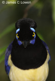 Plush-crested Jay