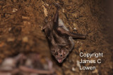 Common Vampire Bat