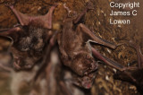 Common Vampire Bat