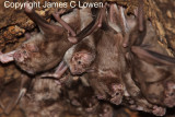 Common Vampire Bat