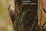 Narrow-billed Woodcreeper