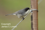 Black-capped Warbling-finch
