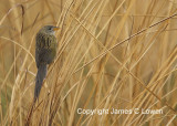 Wedge-tailed Grassfinch