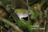 White-rimmed Warbler