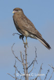 Chimango Caracara