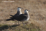 Arctic Skua