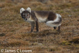 Svalbard wildlife