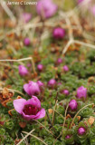 Purple Saxifrage