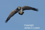 Black-chested Buzzard-Eagle