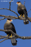 Southern Caracara