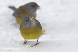 Patagonian Sierra-finch