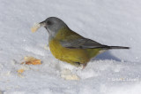 Patagonian Sierra-finch