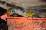 Patagonian Sierra-finch