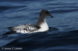 Cape Petrel