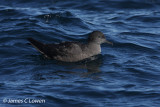 Sooty Shearwater