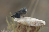 Ash-breasted Sierra-finch