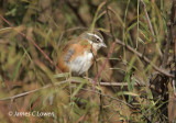Bolivian Warbling-finch