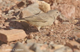 Greenish Yellow-finch