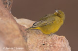 Greenish Yellow-finch