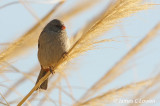 Plain-coloured Seedeater