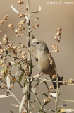 Plain-coloured Seedeater