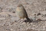 Plain-coloured Seedeater