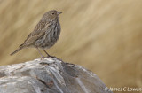 Plumbeous Sierra-finch