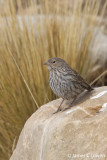 Plumbeous Sierra-finch