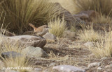 Straight-billed Earthcreeper