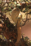 Tawny Tit-spinetail