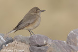 Black-billed Shrike-tyrant