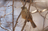 White-tipped Plantcutter