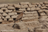 Mountain Caracara