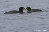 Horned Coot