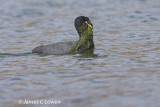 Horned Coot