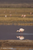 Puna Flamingo