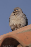 Black-winged Ground-dove